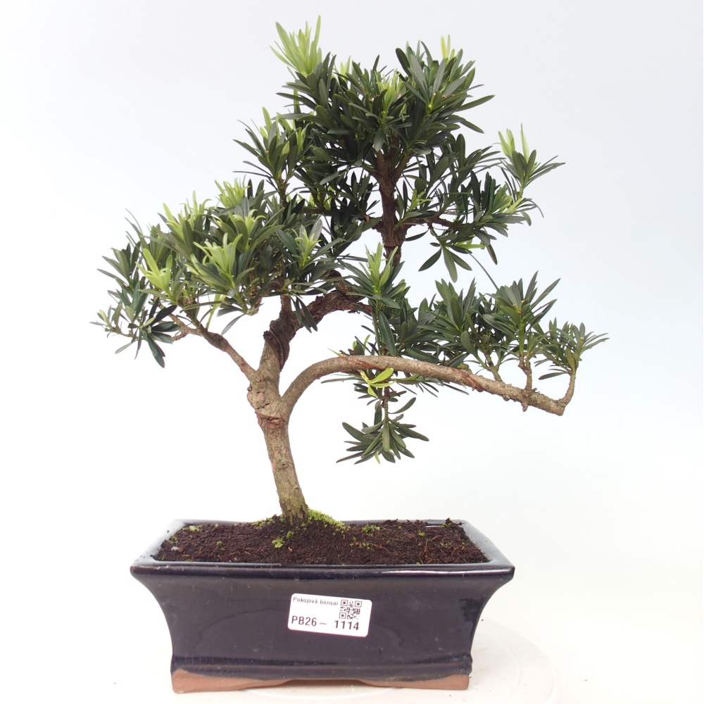 Pokój bonsai - Podocarpus - Kamienny cis