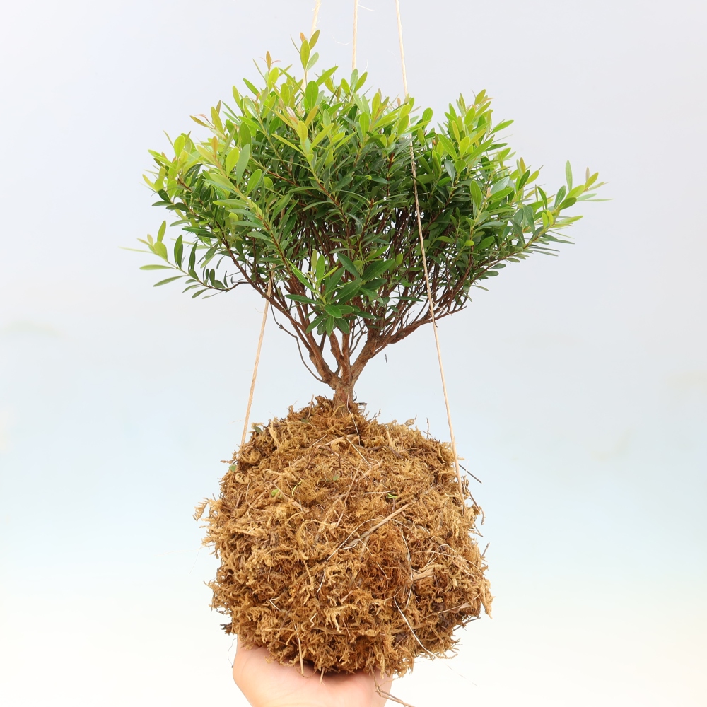 Kokedama w ceramicznej doniczce – Syzygium – drzewo pimentowe