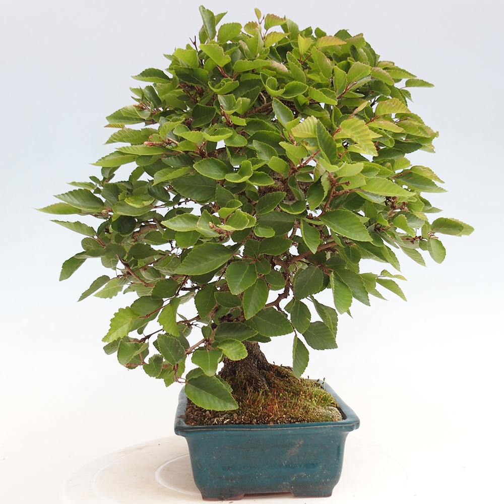 Bonsai plenerowe - Carpinus Coreana - grab koreański