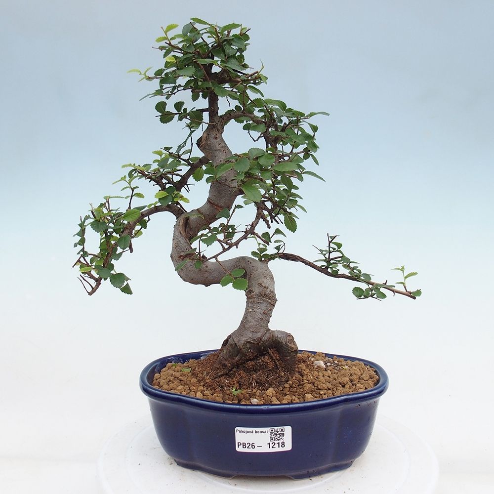 Pokój bonsai - Ulmus parvifolia - Wiąz drobnolistny