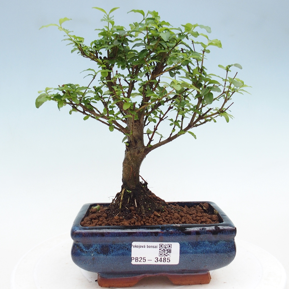Pokój bonsai - Ligustrum chinensis - Dziób ptaka