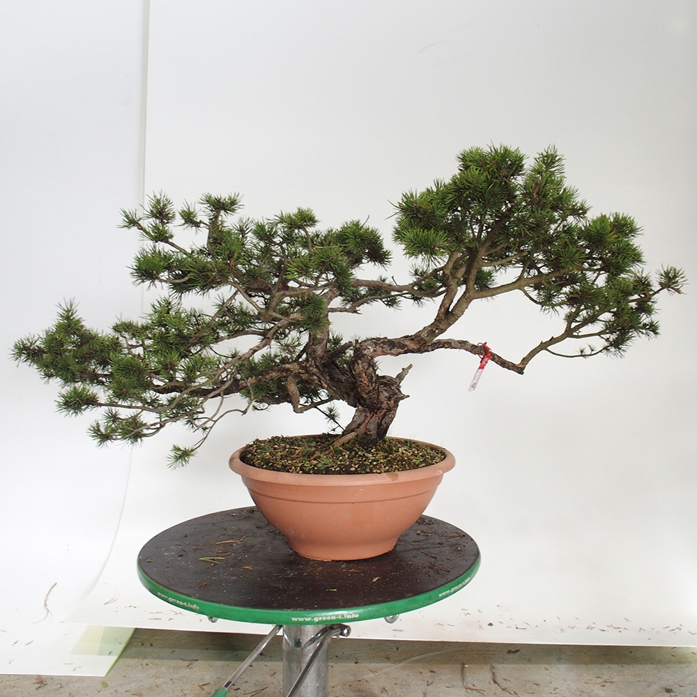 Yamadori - Pinus sylvestris Hiszpania