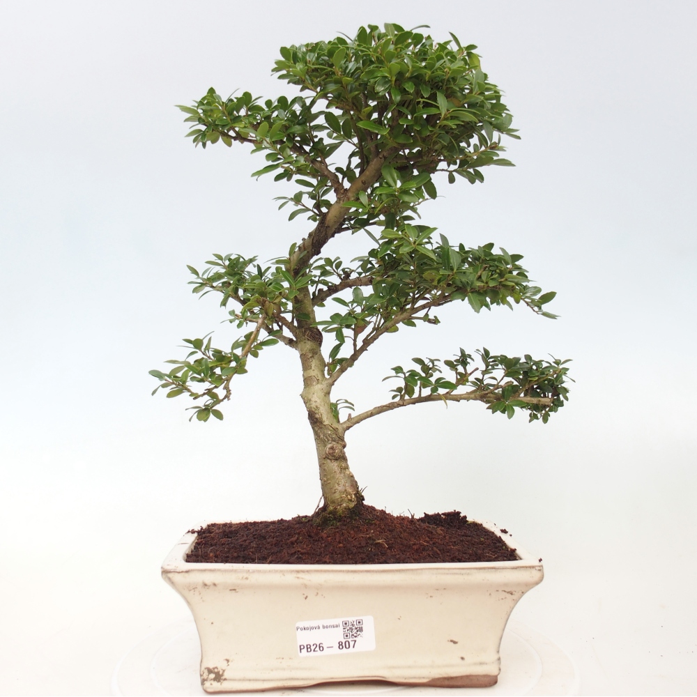 Pokój bonsai - Ilex crenata - Ostrokrzew