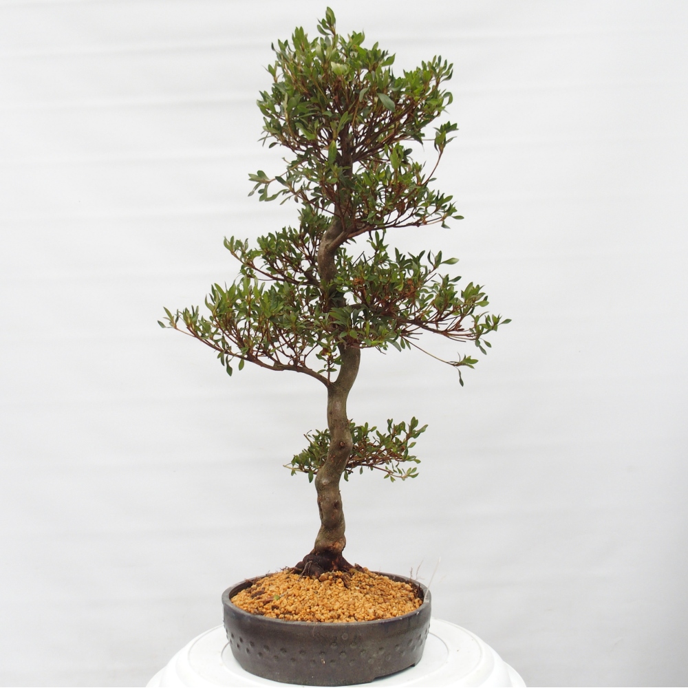 Bonsai zewnętrzne - Azalia japońska - Azalia CHIHIRO