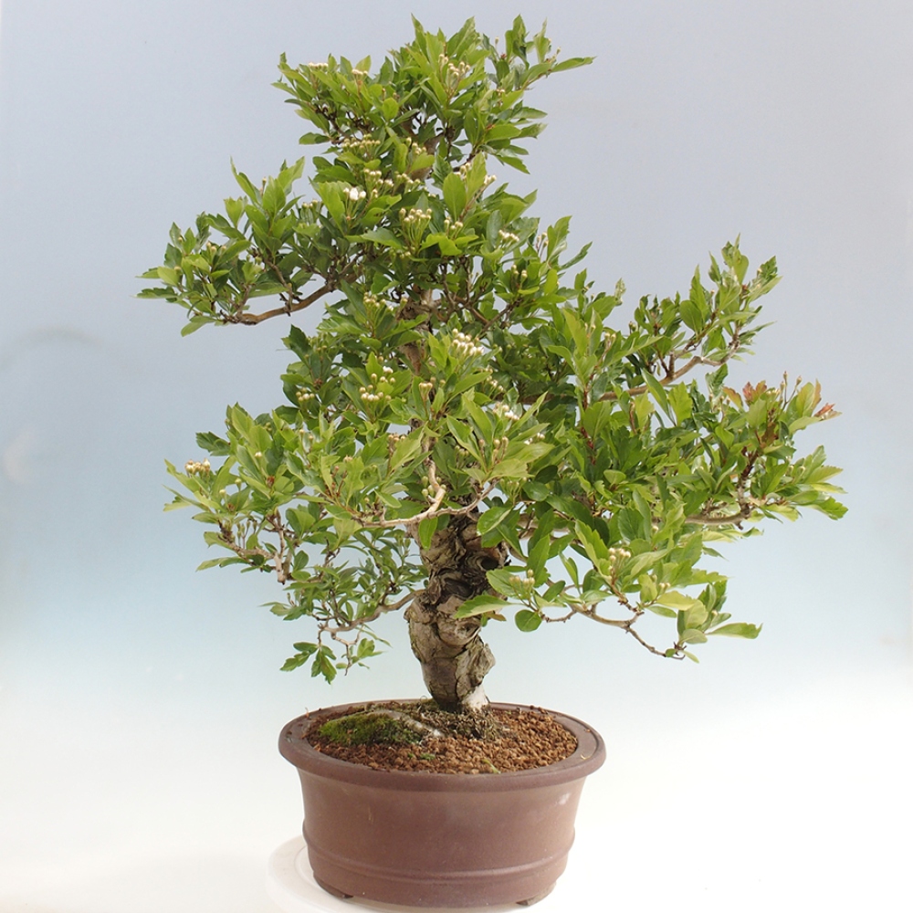 Outdoor bonsai - głóg - Crataegus cuneata
