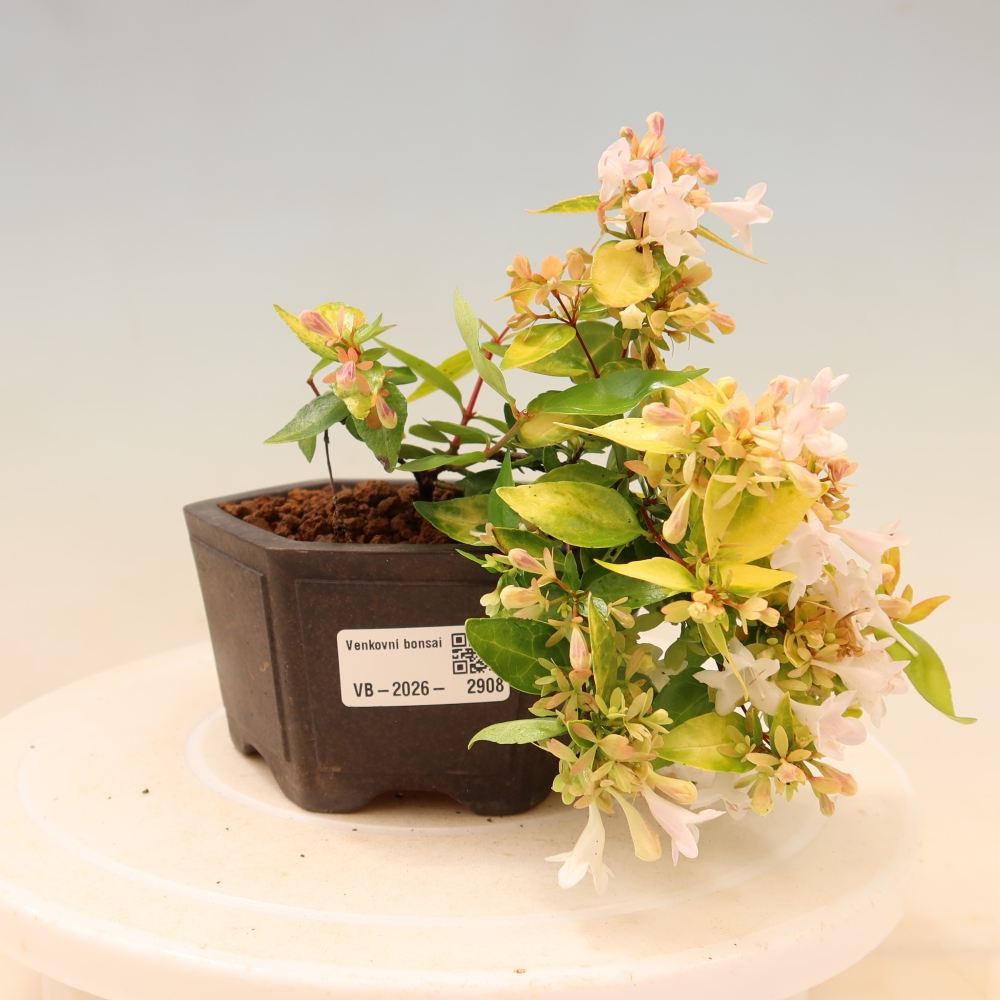 Bonsai ogrodowe – Abelia gr. Kleidoscope – Abelia wielkokwiatowa