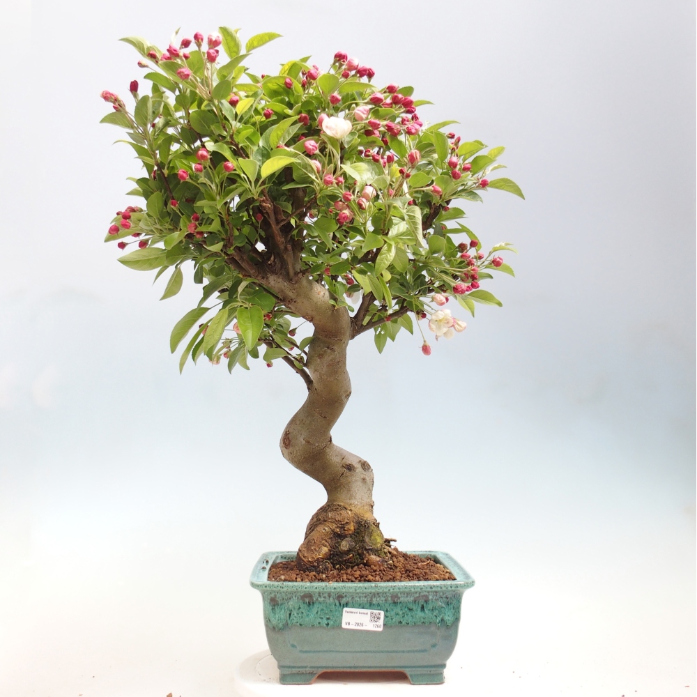 Outdoor bonsai - Malus halliana - Jabłoń drobnoowocowa