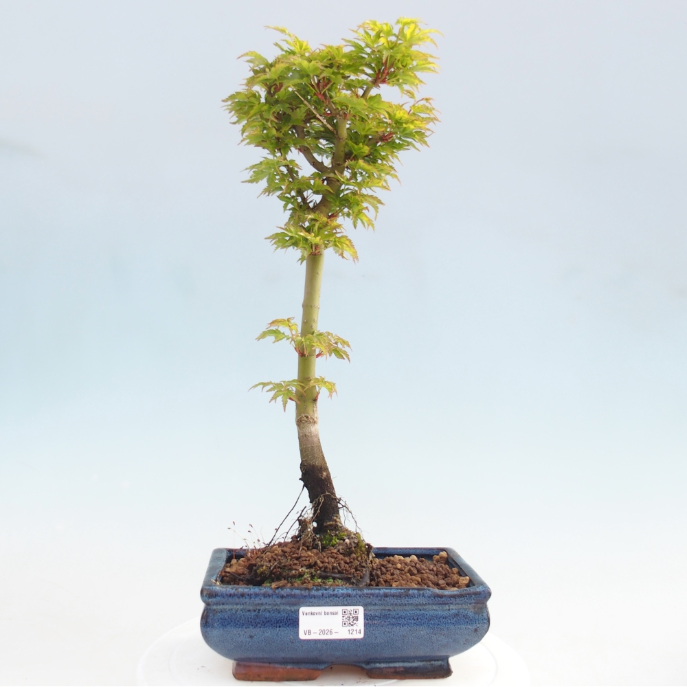 Outdoor bonsai - palma jaworowa Acer palmatum Shishigashira