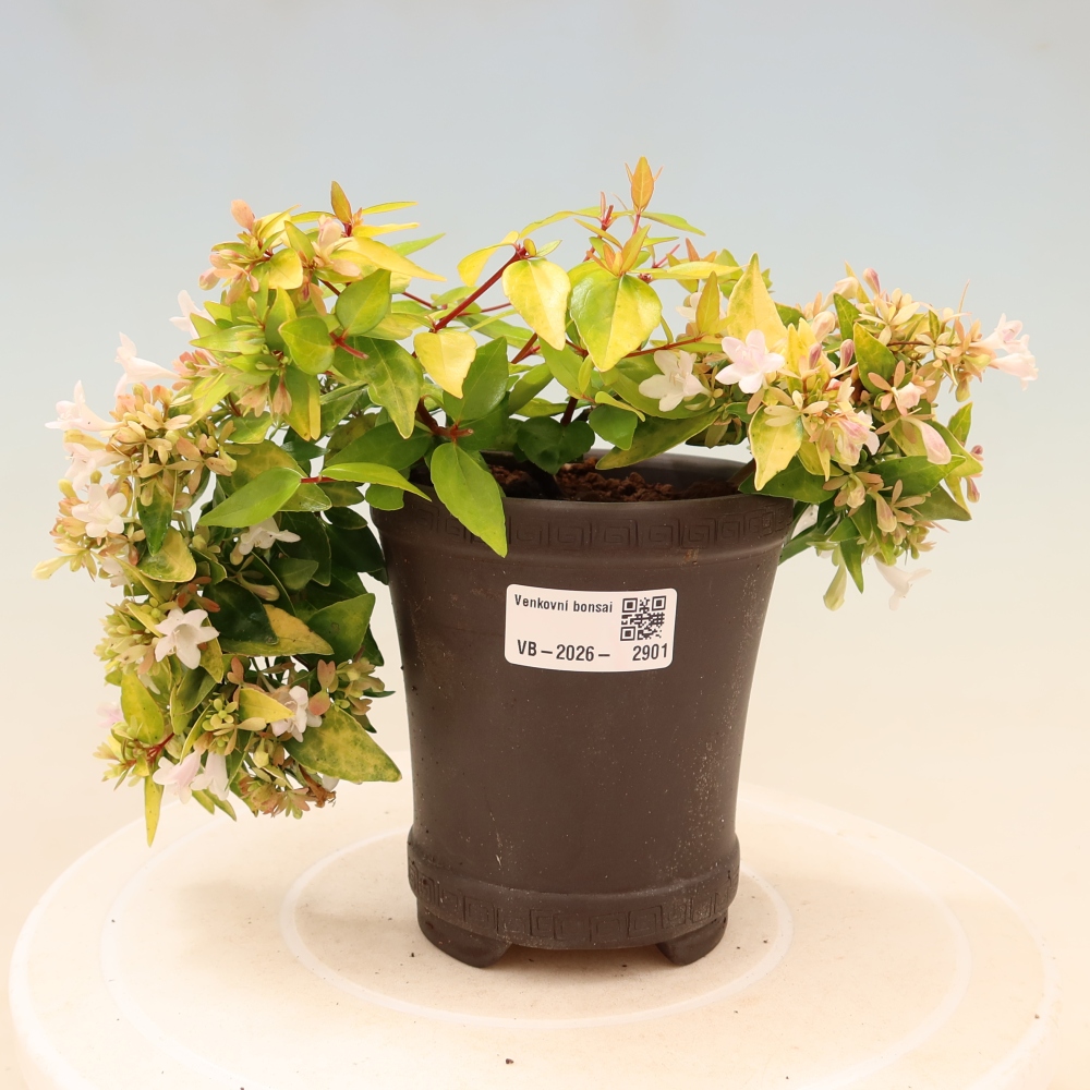 Bonsai ogrodowe – Abelia gr. Kleidoscope – Abelia wielkokwiatowa