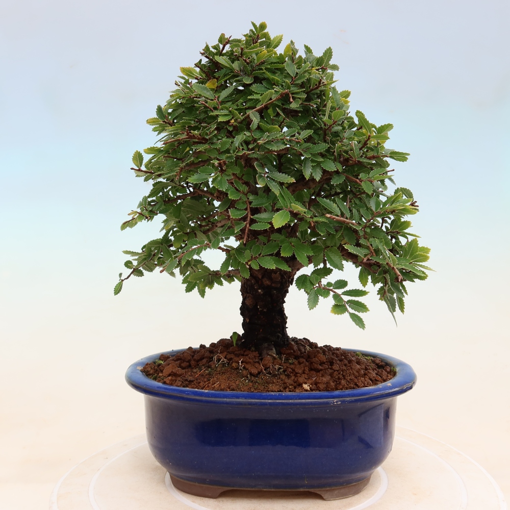 Bonsai zewnętrzne - Zelkova - Zelkova NIRE