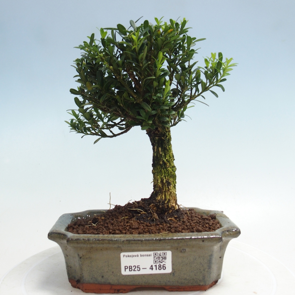 Pokój bonsai - Buxus harlandii - buxus korkowy