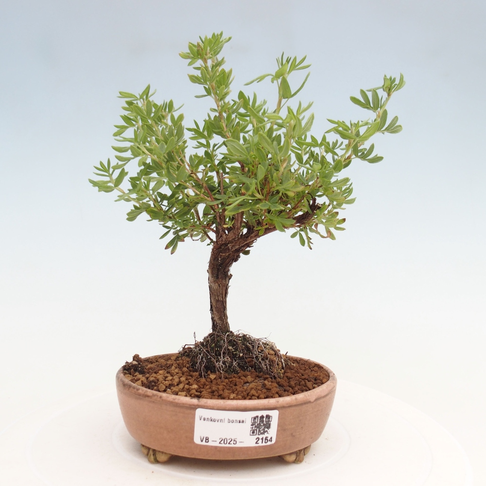 Outdoor bonsai-Pięciolistnik - Potentila fruticosa żółty Ptak