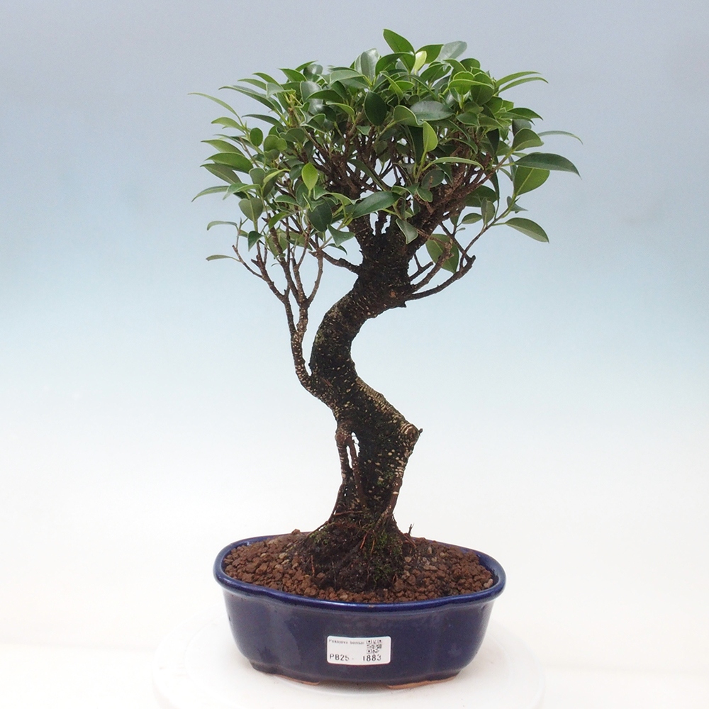 Kryty bonsai - Ficus retusa - figowiec drobnolistny
