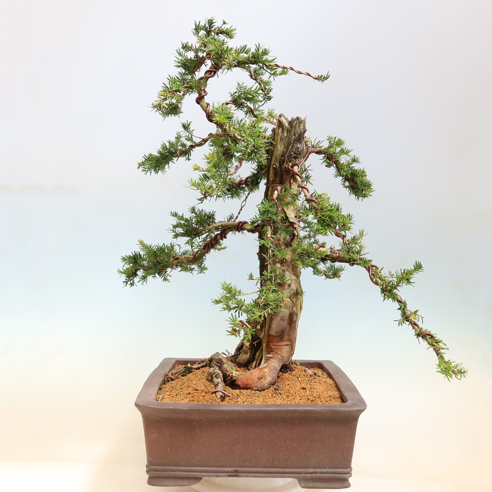Bonsai ogrodowe – Taxus baccata – cis czerwony
