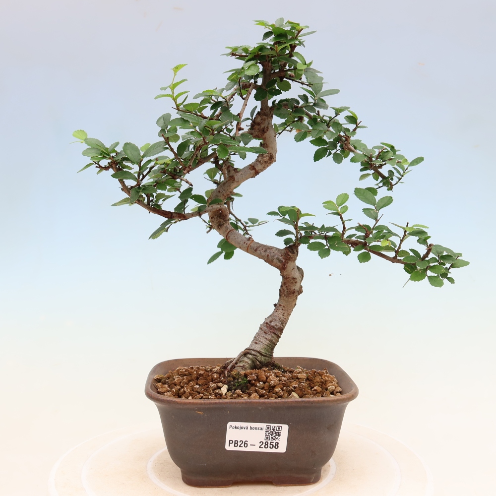 Pokój bonsai - Ulmus parvifolia - Wiąz drobnolistny