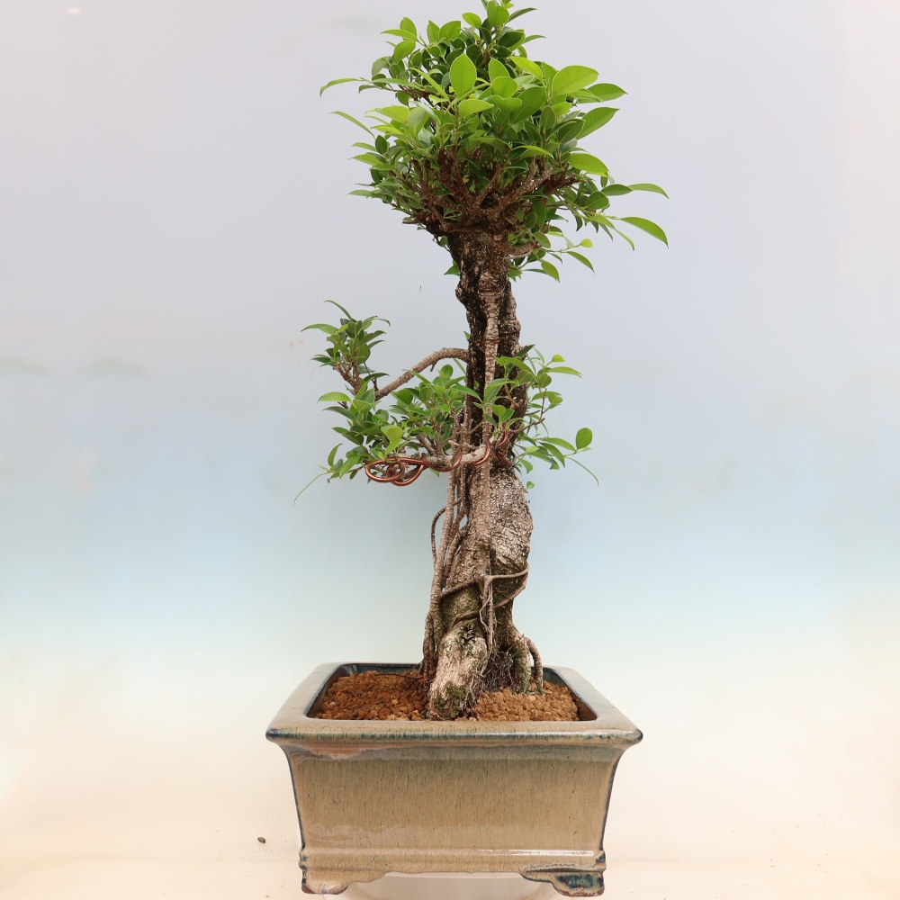 Pokój bonsai - Ficus kimmen - figowiec drobnolistny