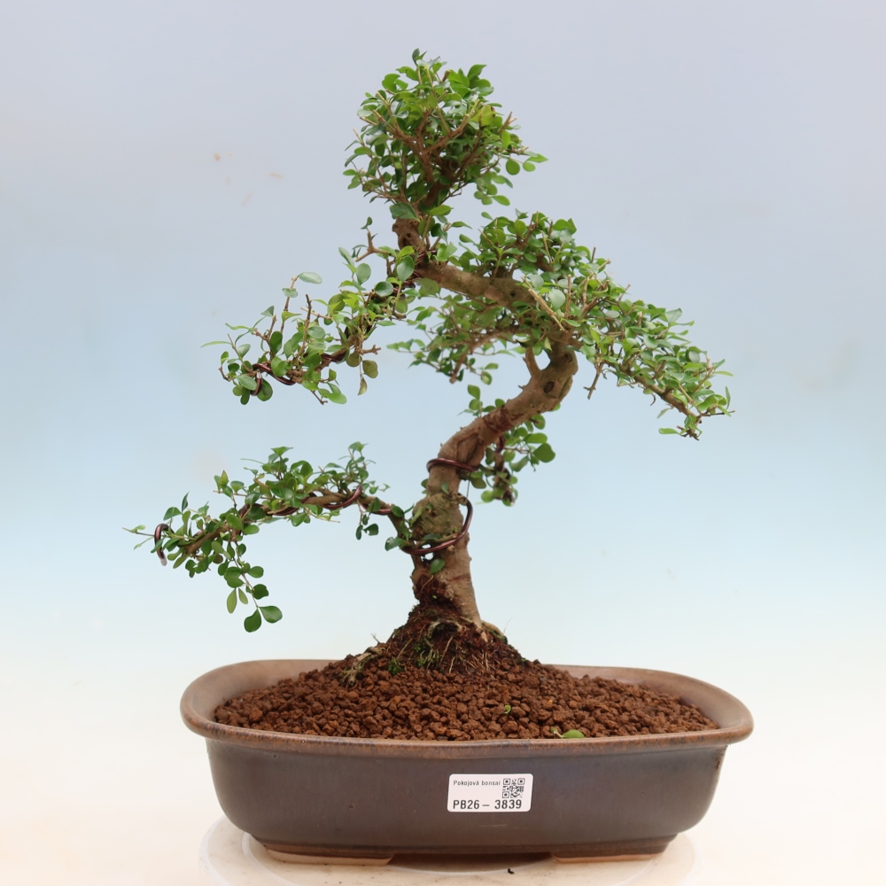 Pokój bonsai - Ligustrum retusa - dziób ptaka drobnolistnego