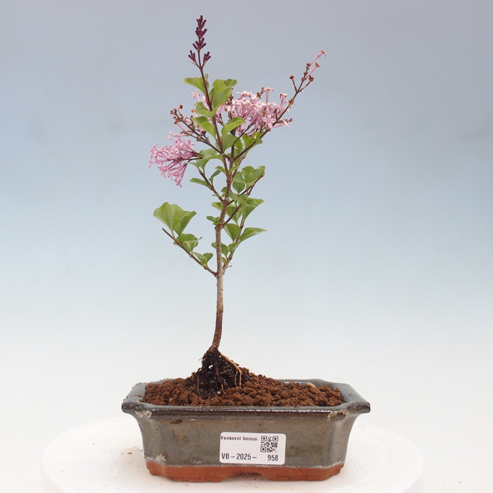 Bonsai zewnętrzne - Syringa Meyeri Palibin - Liliowy Meyera