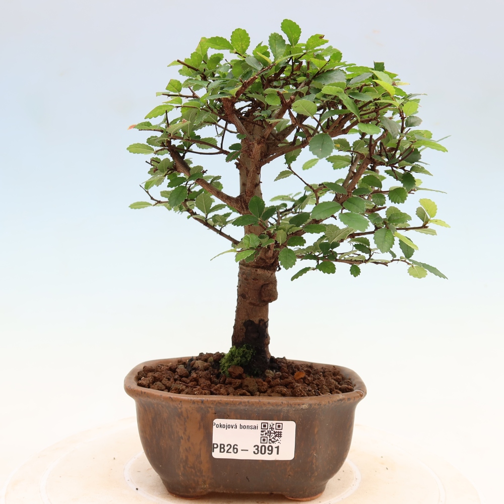 Pokój bonsai - Ulmus parvifolia - Wiąz drobnolistny