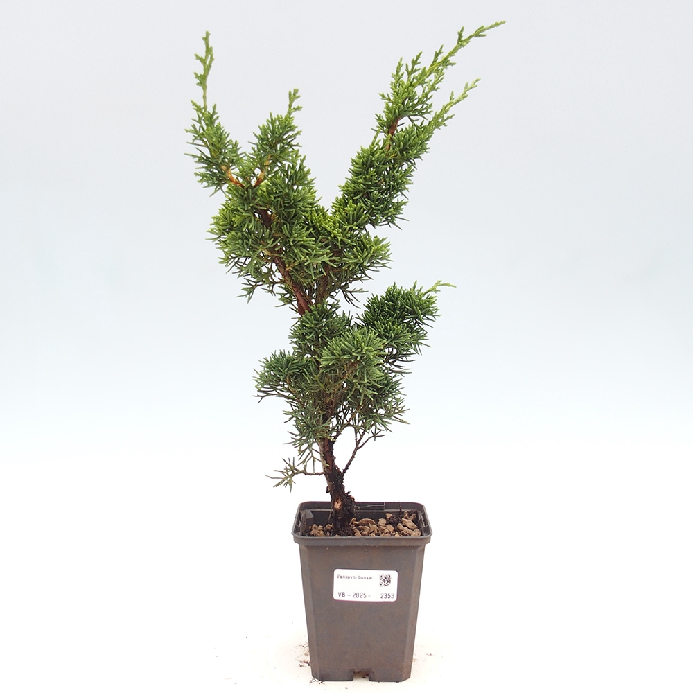 Outdoor bonsai - Juniperus chinensis Kishu - chiński jałowiec