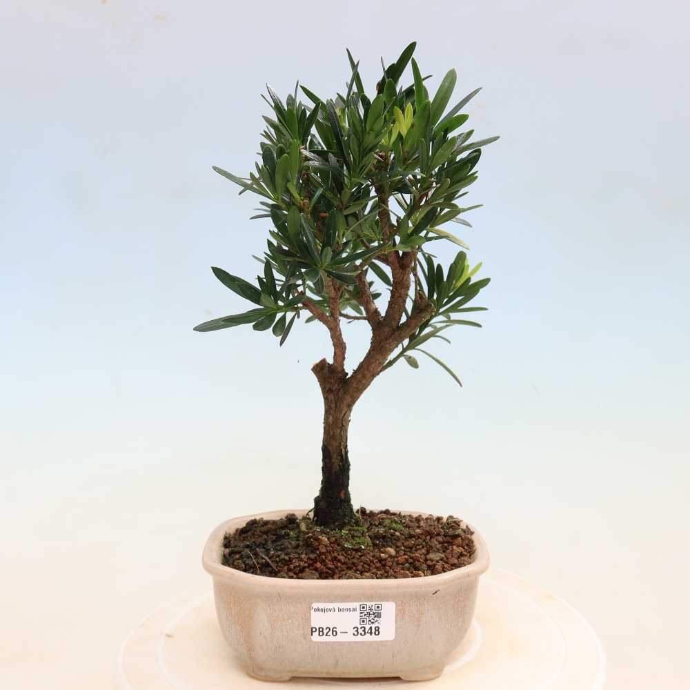 Pokój bonsai - Podocarpus - Kamienny cis