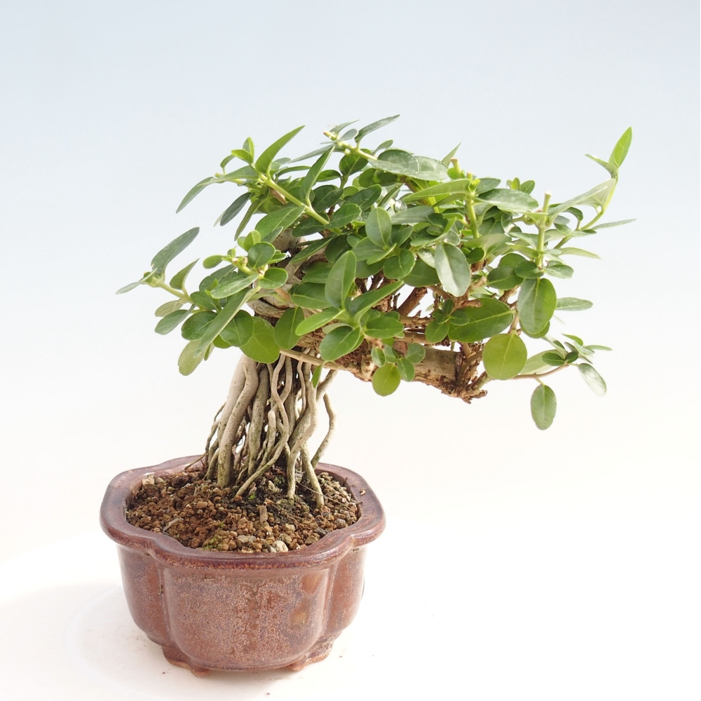 Bonsai wewnętrzne - Premna serratifolia - Kozlovon drobnolistny