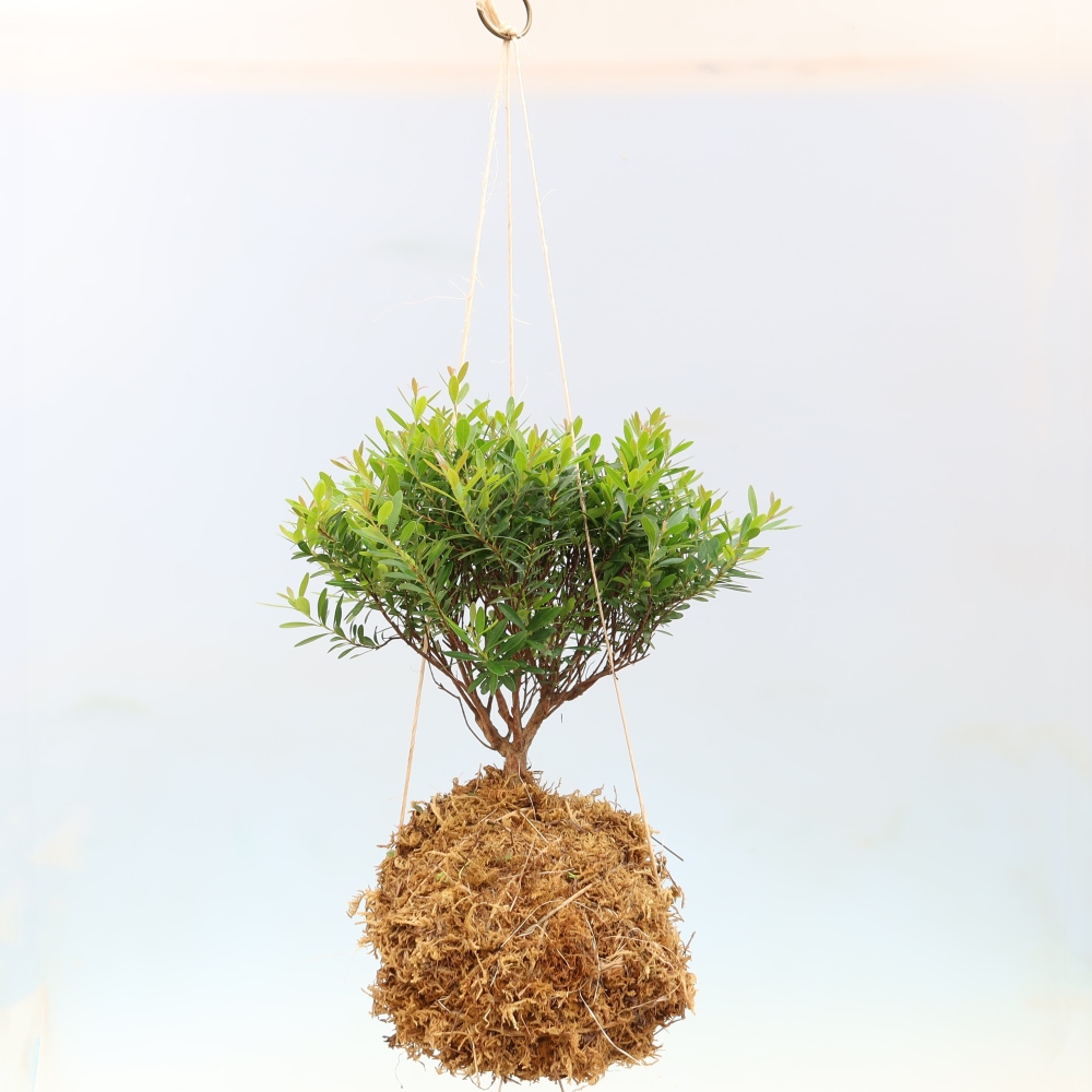 Kokedama w ceramicznej doniczce – Syzygium – drzewo pimentowe