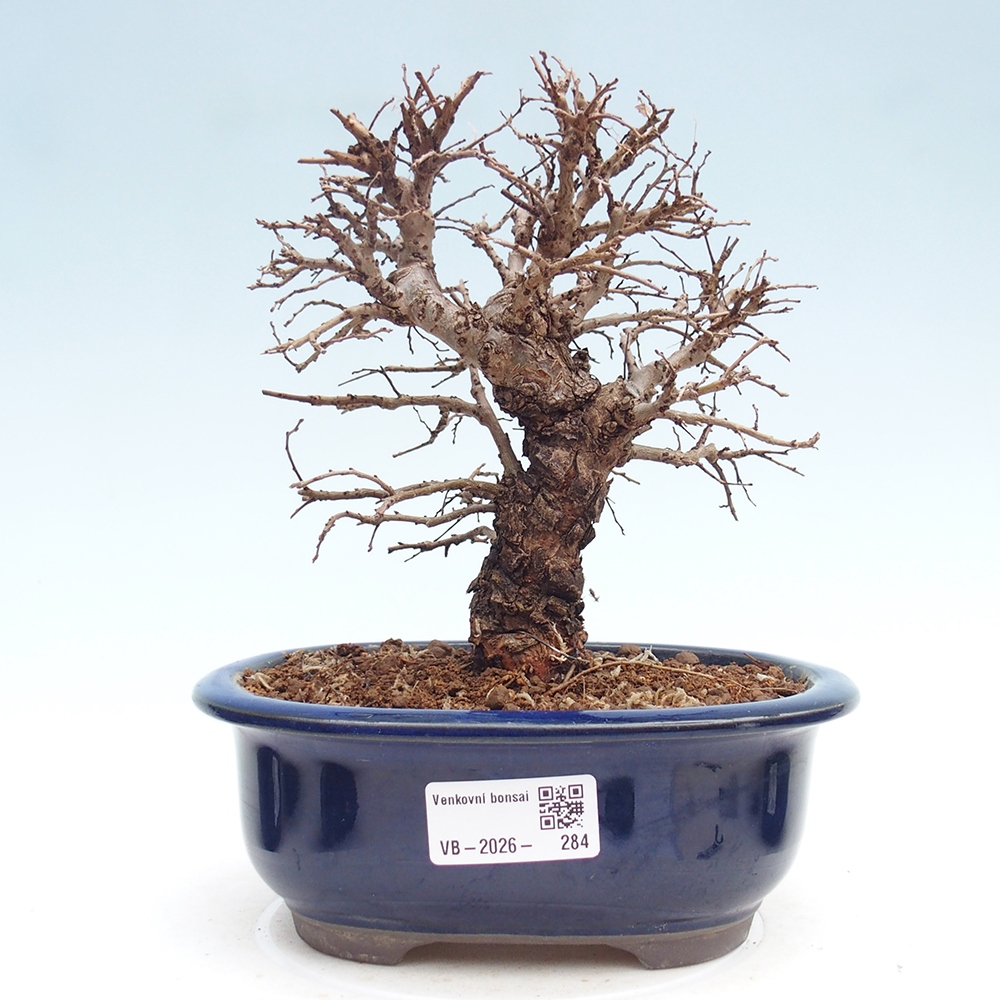 Bonsai zewnętrzne - Zelkova - Zelkova NIRE