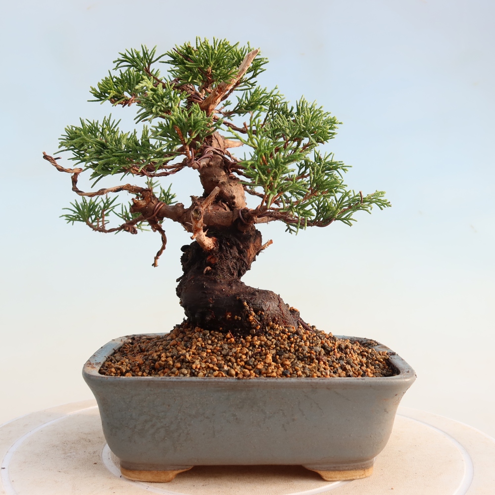 Outdoor bonsai - Juniperus chinensis Itoigawa - Jałowiec chiński