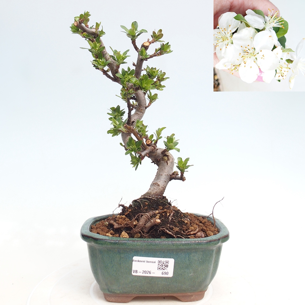 Outdoor bonsai - Malus sargentii - Jabłoń drobnoowocowa