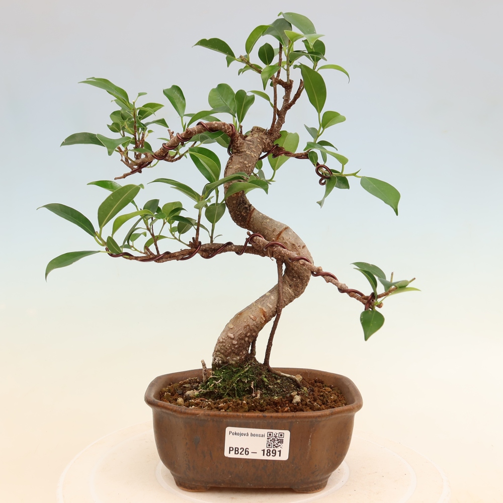 Pokój bonsai - Ficus retusa - figowiec drobnolistny