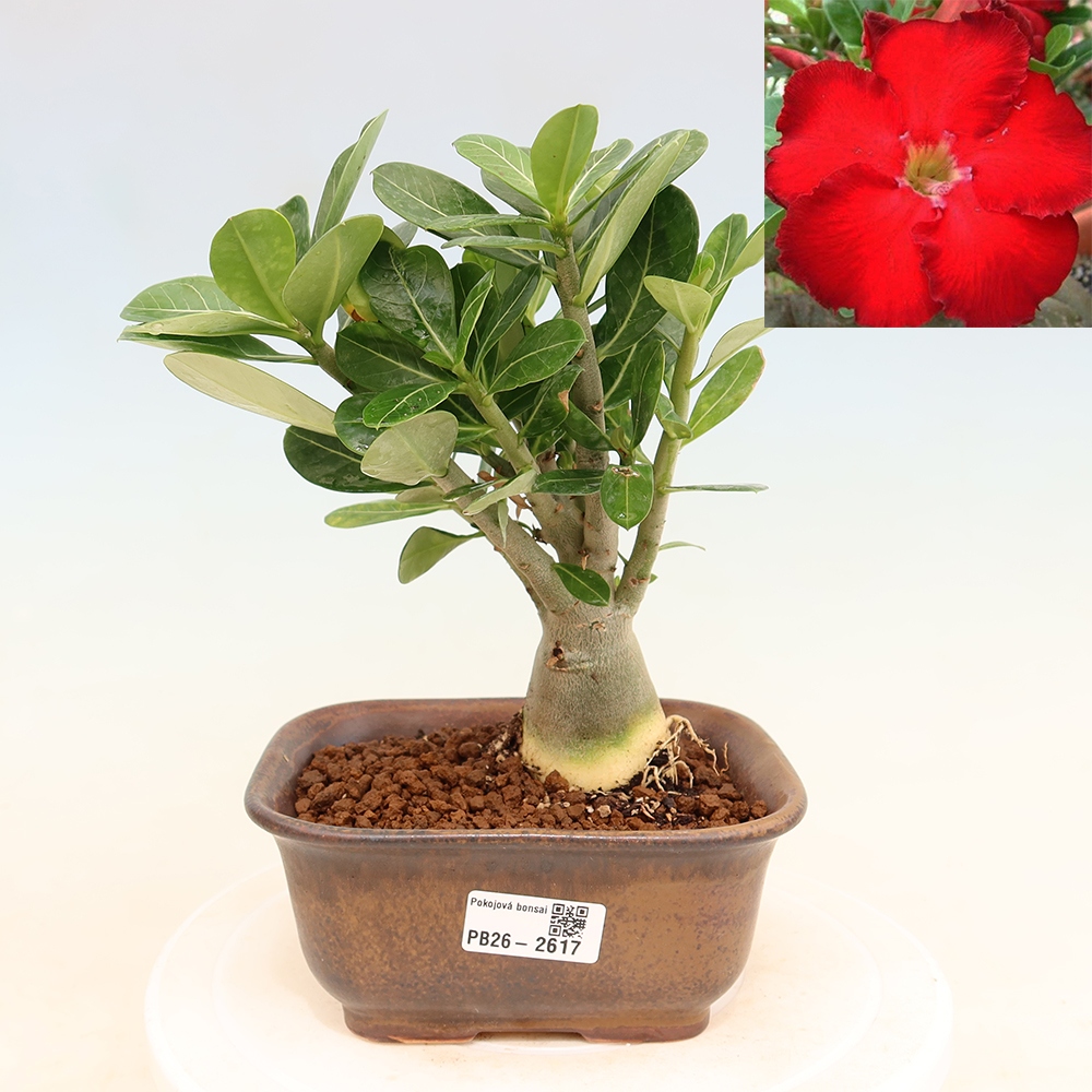 Bonsai pokojowe – Adenium obesum Red Star – Róża pustynna