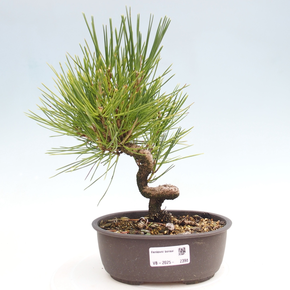 Bonsai ogrodowe - Pinus thunbergii - Sosna Thunbergia