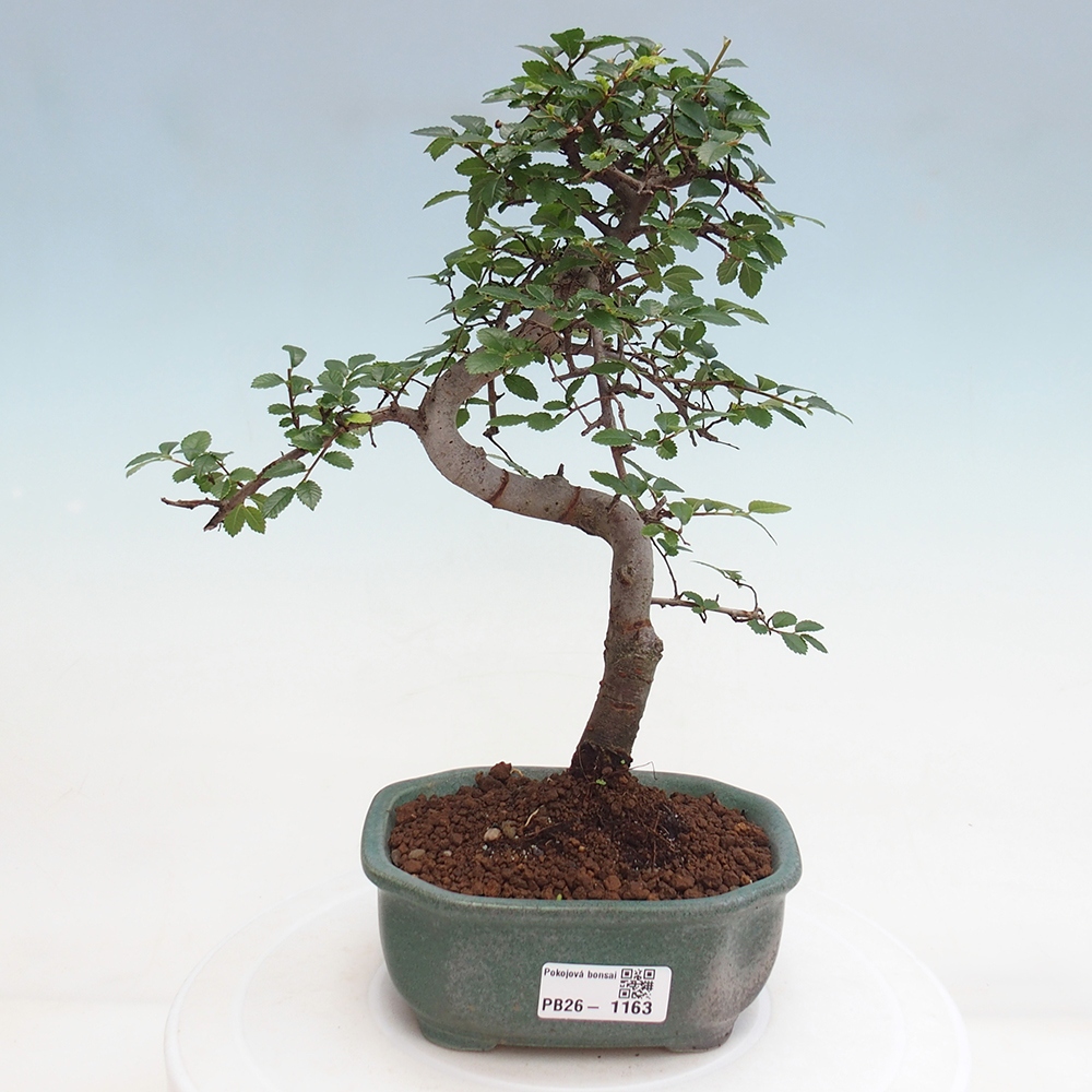 Pokój bonsai - Ulmus parvifolia - Wiąz drobnolistny