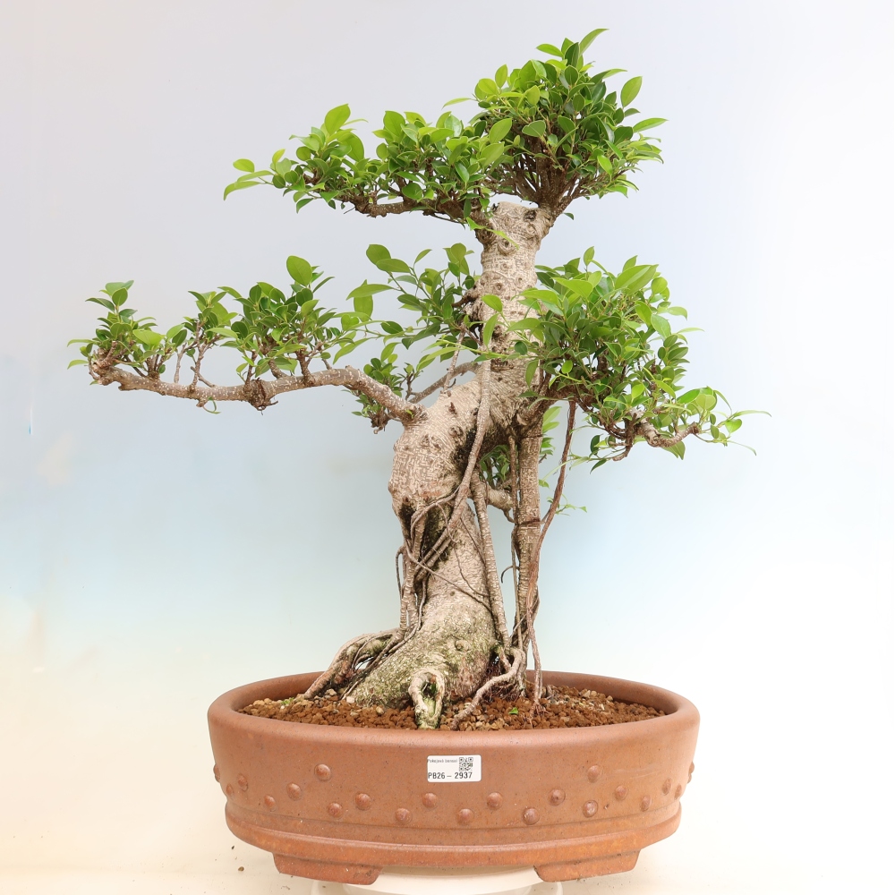 Pokój bonsai - Ficus kimmen - figowiec drobnolistny