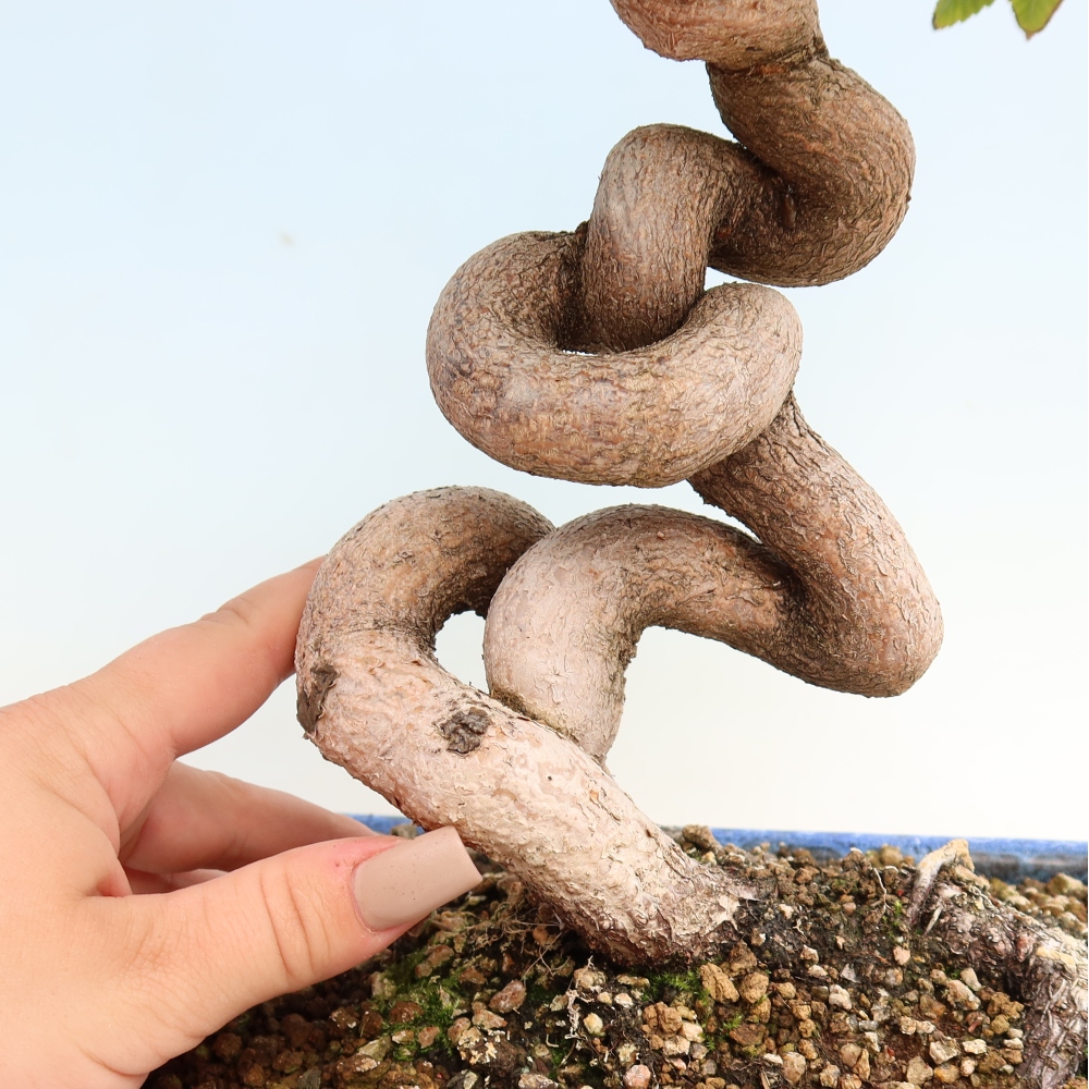 Outdoor bonsai - Carpinus CARPINOIDES - grab koreański
