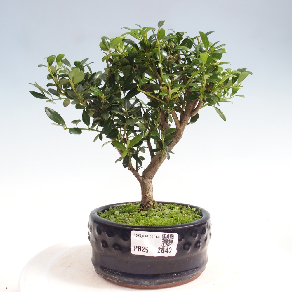 Kryty bonsai - Ilex crenata - Holly