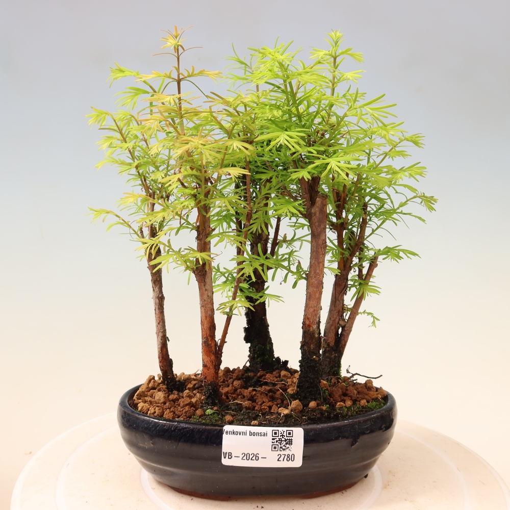 Bonsai ogrodowe – Metasequoia glyptostroboides – metasekwoja chińska – zagajnik