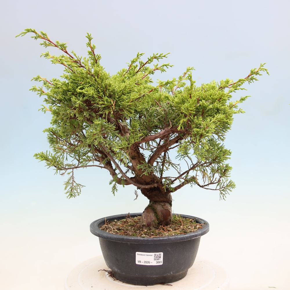 Bonsai ogrodowe – Juniperus chinensis Itoigawa – jałowiec chiński