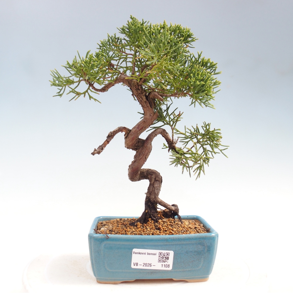 Outdoor bonsai - Juniperus chinensis Kishu