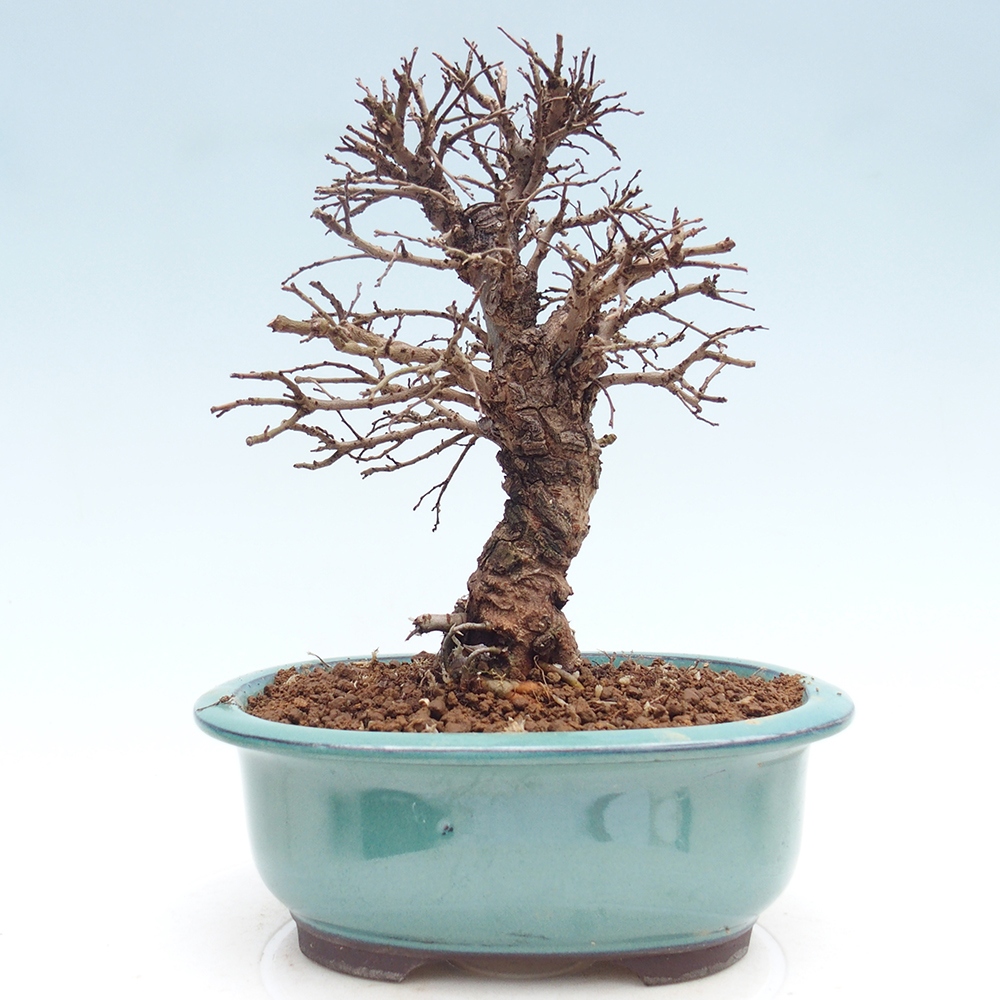 Bonsai zewnętrzne - Zelkova - Zelkova NIRE