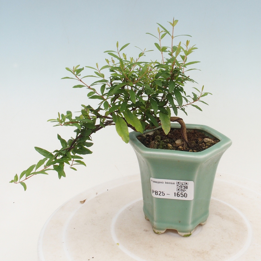 Pokój bonsai-Punica granatum -Granat