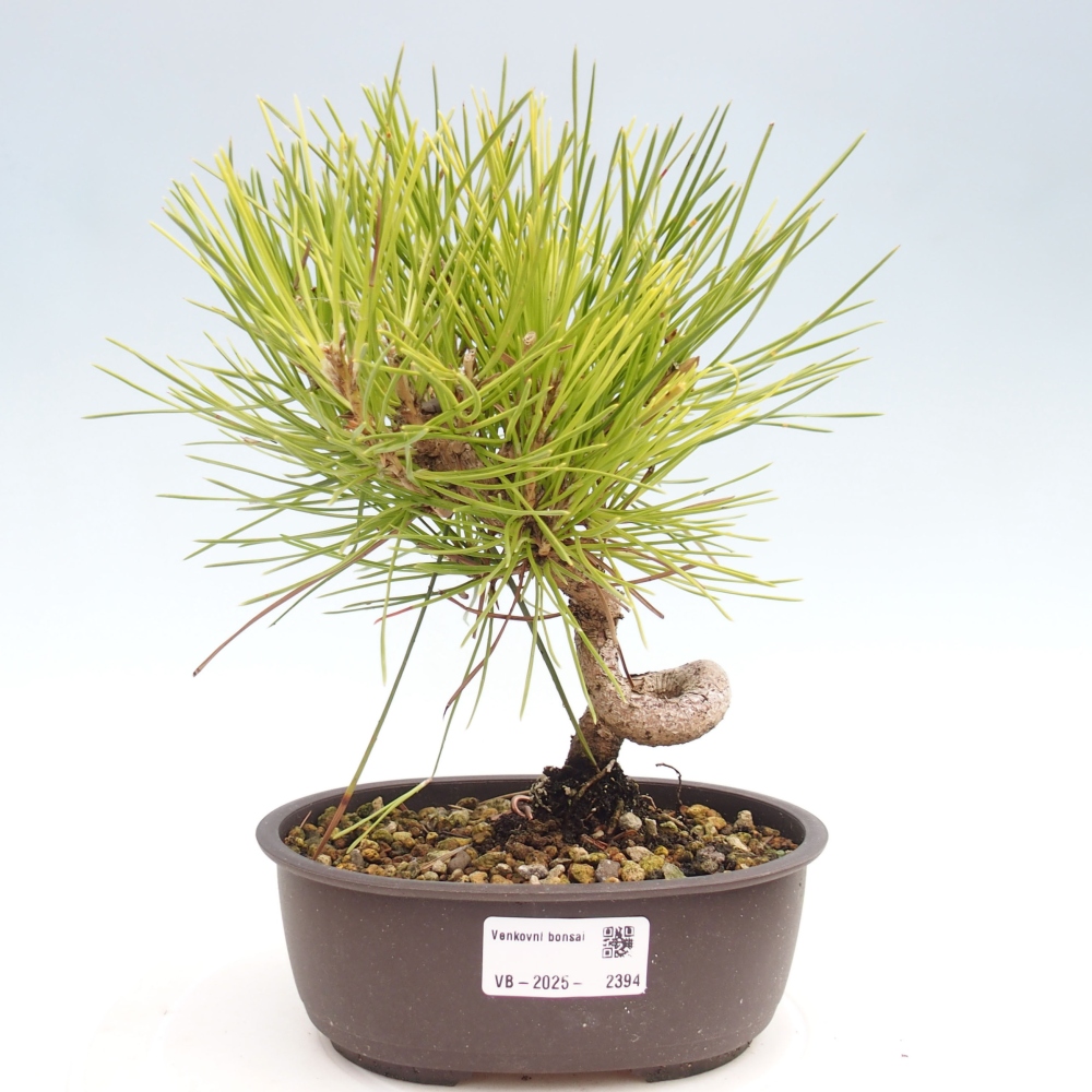 Bonsai ogrodowe - Pinus thunbergii - Sosna Thunbergia