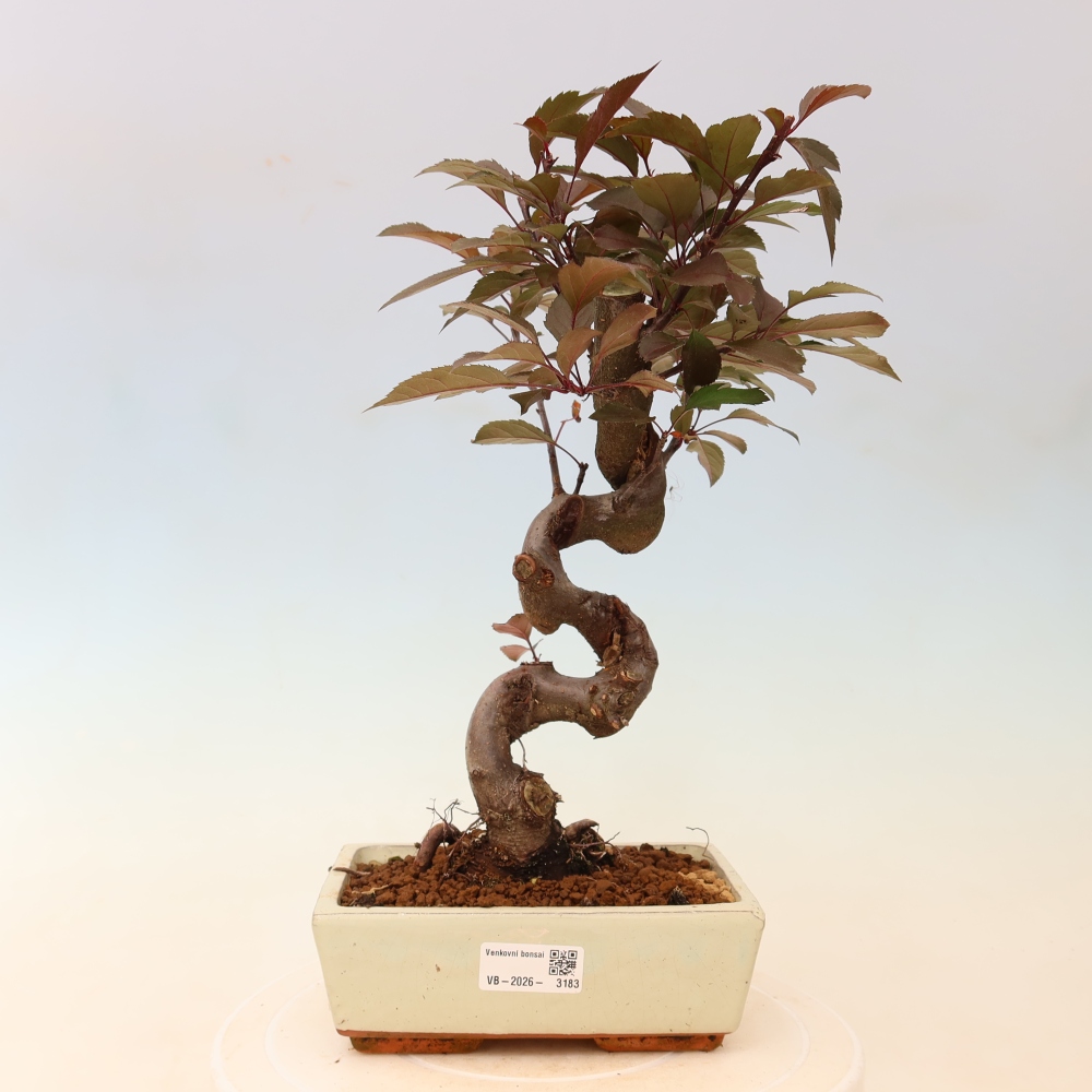 Outdoor bonsai - Malus domestica - Jabłoń czerwonolistna o małych owocach