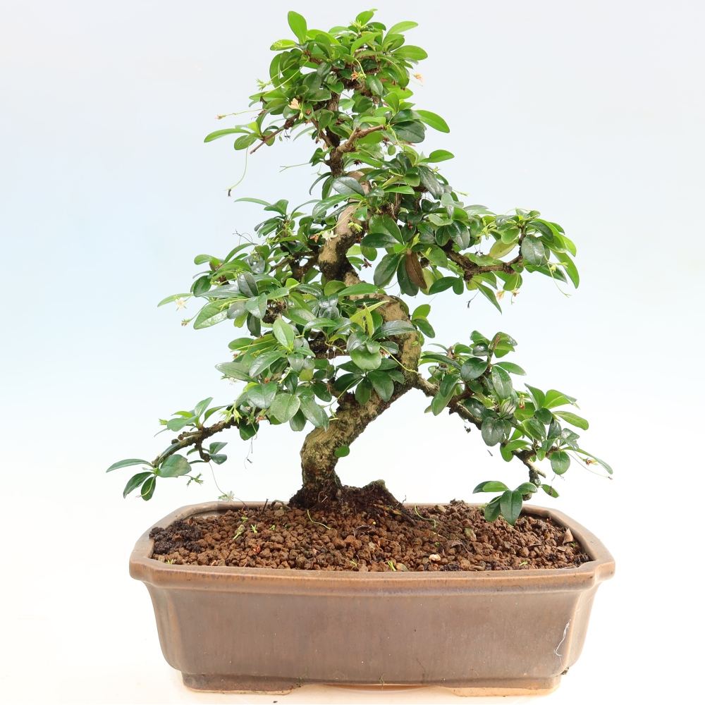 Bonsai pokojowe - Carmona macrophylla - Tea fuki