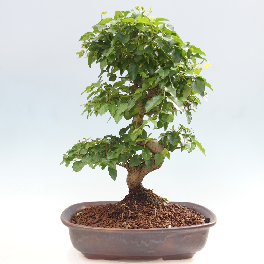 Pokój bonsai - Ligustrum chinensis - Dziób ptaka