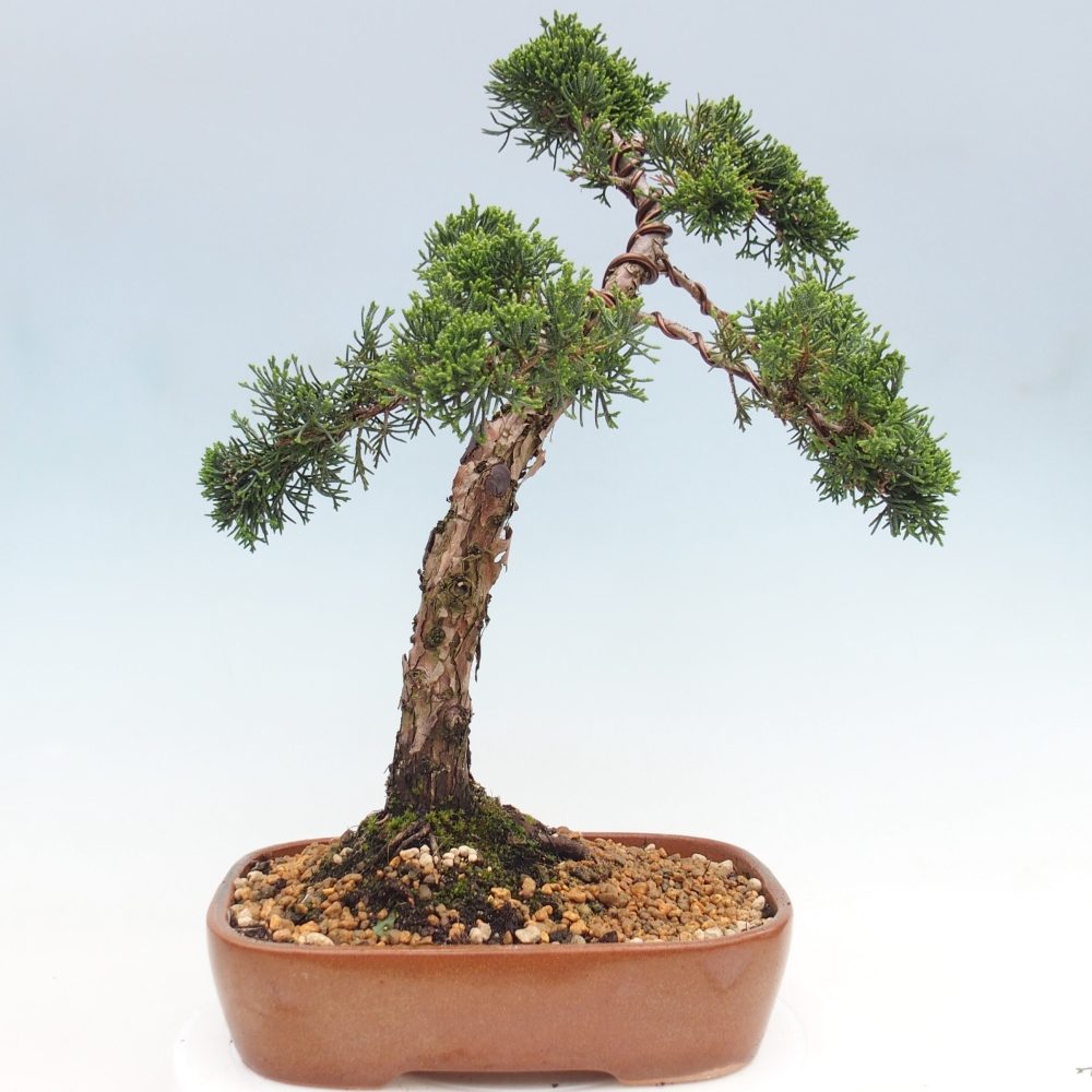 Outdoor bonsai - Juniperus chinensis Kishu