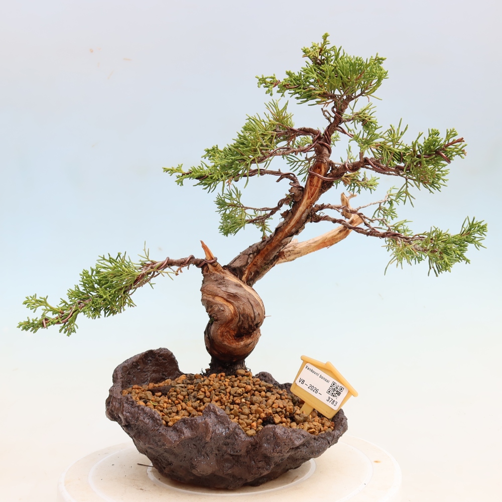Bonsai ogrodowe – Juniperus chinensis Itoigawa – jałowiec chiński