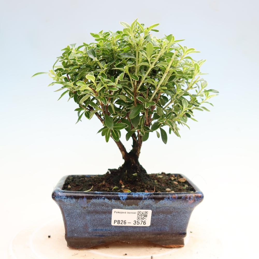 Bonsai pokojowe – Serissa foetida Variegata – Drzewo tysiąca gwiazd