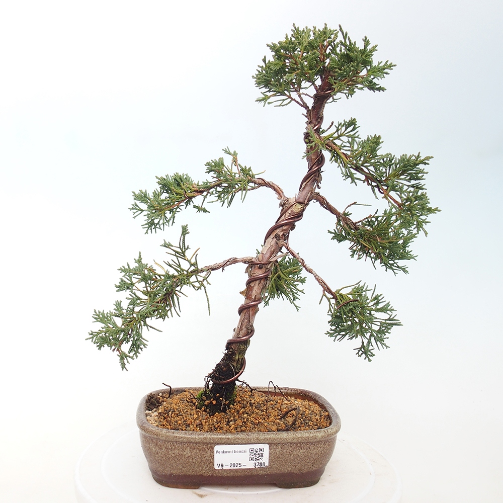 Outdoor bonsai - Juniperus chinensis Kishu